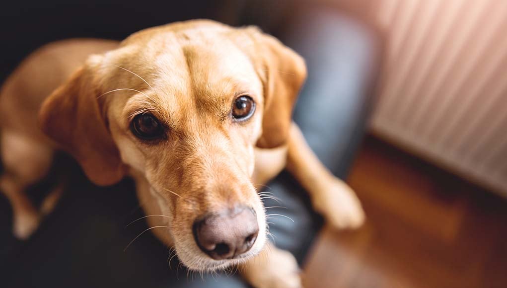 Best Emotional Support Dogs