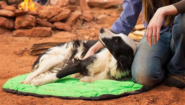 Best Travel Dog Bed Options