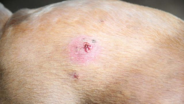 Bumps on a Dogs Back - 7 Things It Could Be and What To Do