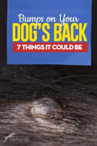 Bumps on a Dog’s Back Guide - 7 Things It Could Be and What To Do