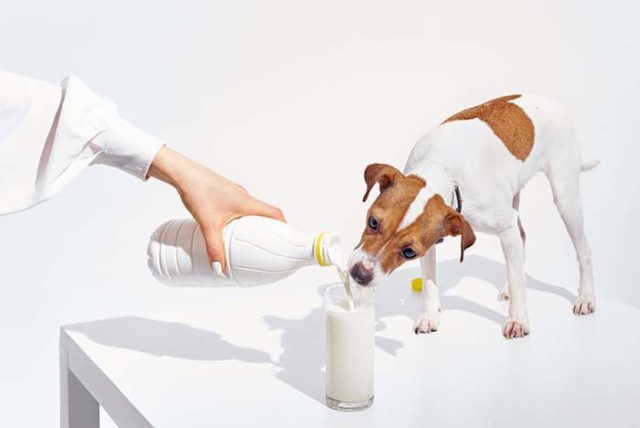 Can Dogs Drink Milk