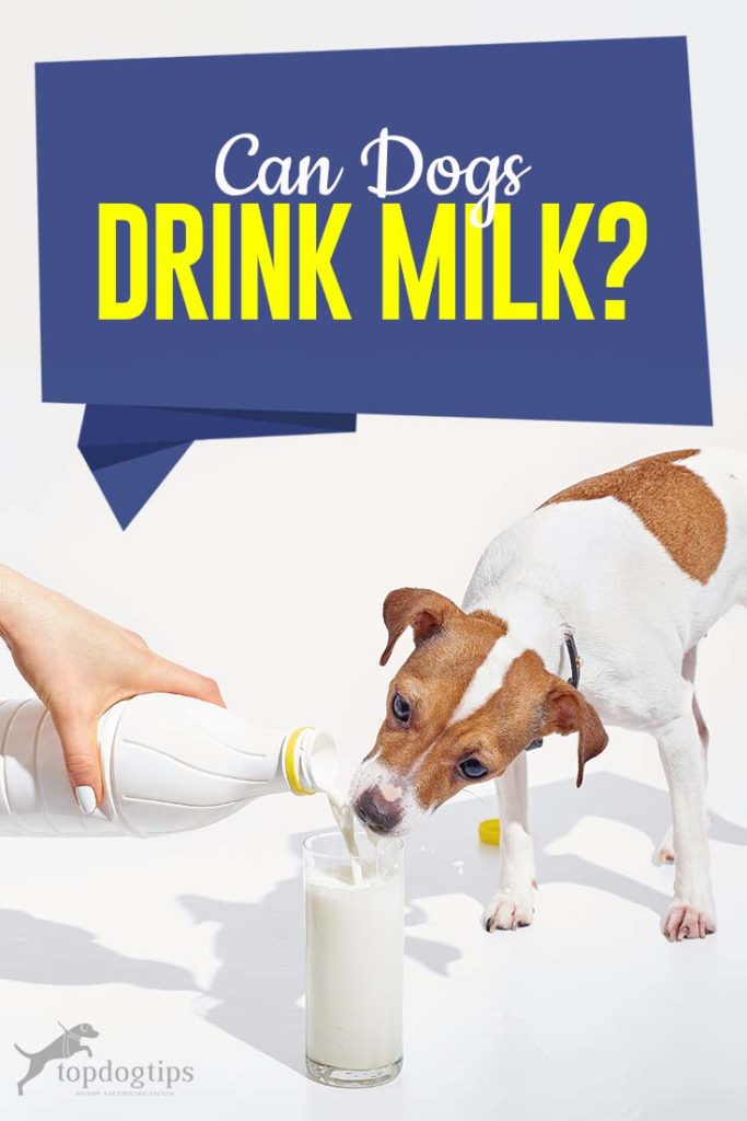 Can Dogs Drink Milk and What You Must Know