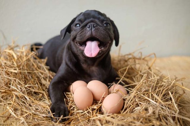 Can Dogs Eat Hard Boiled Eggs