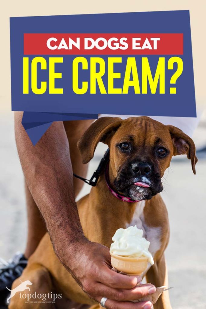 Can Dogs Eat Ice Cream