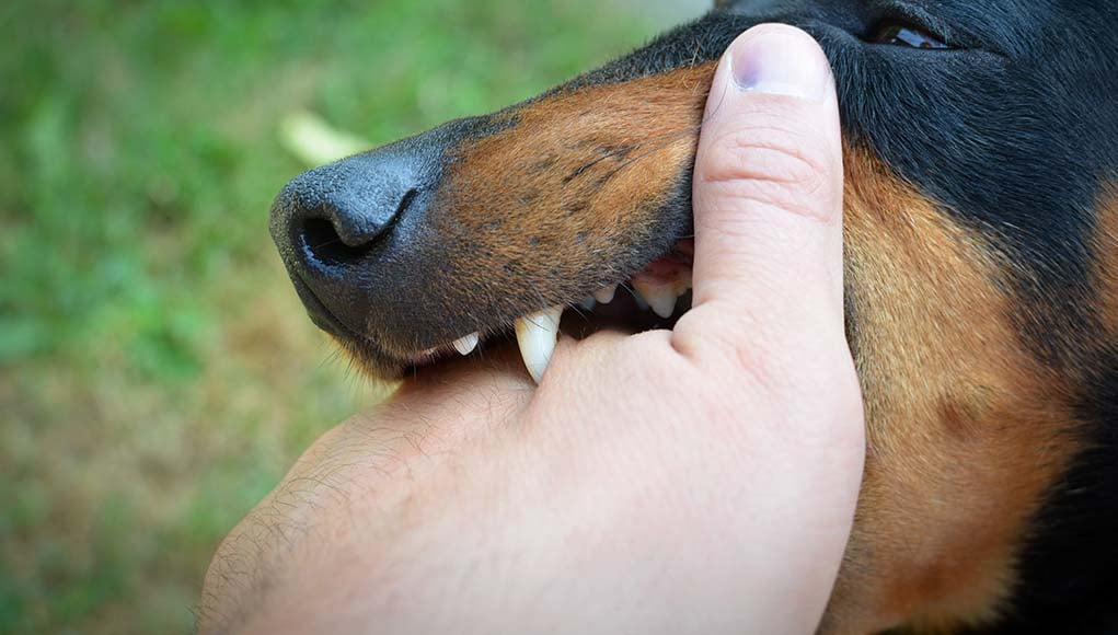 Dog Bite Bacteria and Infectious Diseases - A Guide for Owners