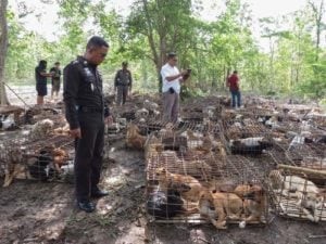 Dog meat farm