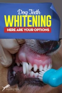 Guide to Dog Teeth Whitening - Here Are Your Options