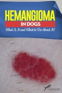 Hemangioma in Dogs Guide - What Is It and What to Do About It