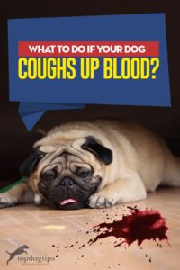 Here Is What to Do If Your Dog Coughs Up Blood