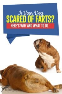 Is Your Dog Scared of Farts - Why and What to Do