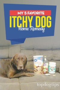 My 5 Favorite Itchy Dog Home Remedy