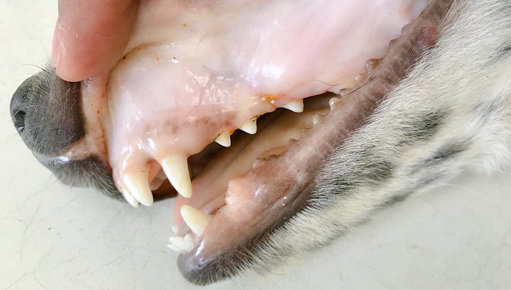 Pale Gums in Dogs - What It Means and What to Do