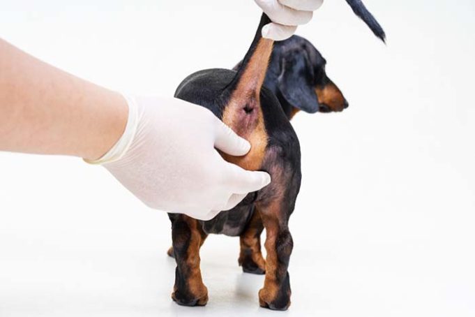 Perianal Tumors in Dogs - A Brief Guide