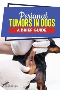 Perianal Tumors in Dogs Guide