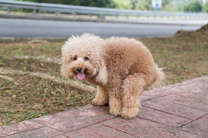 Reasons Why Your Dog Is Having Trouble Pooping