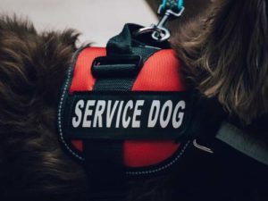 Service Dog Under Law