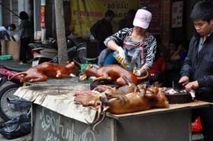 Street food seller selling a grilled dog barbecue