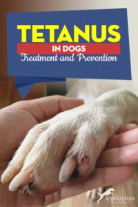 Tetanus in Dogs - What It Is, How to Deal With and Prevent It