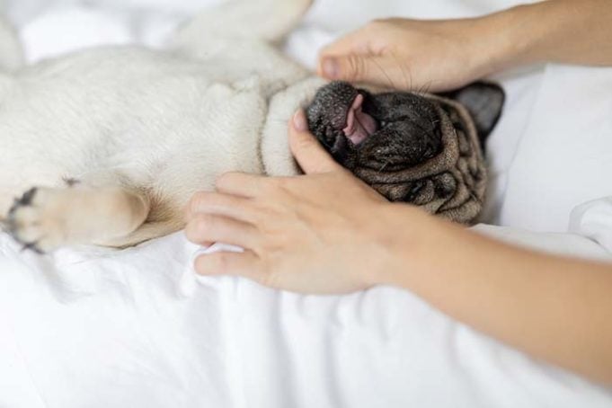 The Best Dog Massage Videos