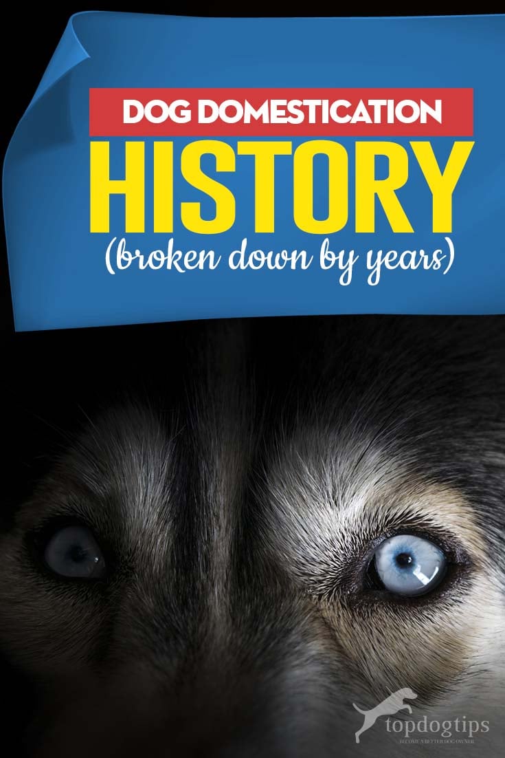 The Dog Domestication History (In Years)