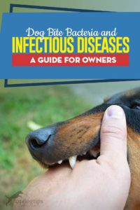 The Guide on Dog Bite Bacteria and Infectious Diseases