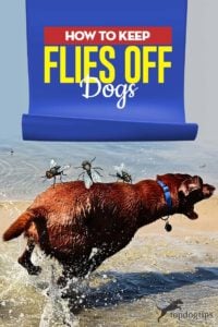 Tips on How to Keep Flies Off Dogs