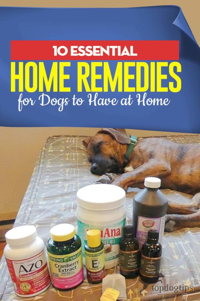 Top 10 Essential Home Remedies for Dogs to Have at Home