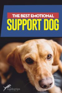 Top Best Emotional Support Dogs