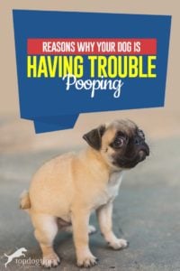 Top Reasons Why Your Dog Is Having Trouble Pooping