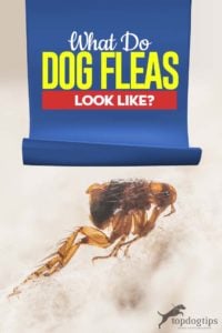 What Do Dog Fleas Look Like