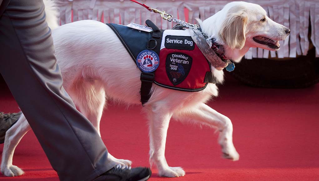 What Is a Service Dog