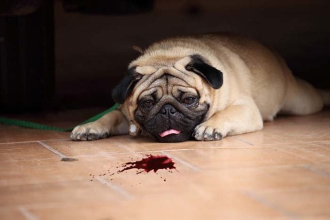 What to Do If Your Dog Coughs Up Blood