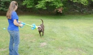 dog toy review