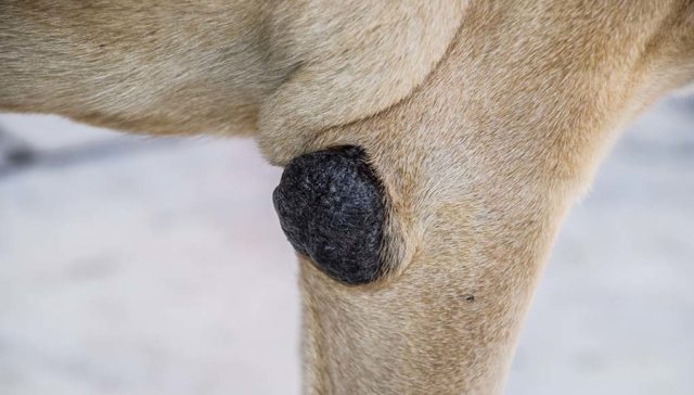 5 Most Dangerous Cancerous Tumors in Dogs featured image