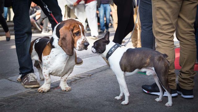 7 Reasons Why You Must Keep Your Dog on a Leash in Public