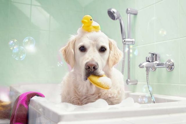 Best Whitening Shampoo for Dogs