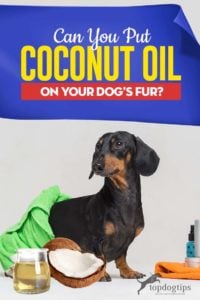 Can I Put Coconut Oil on My Dog’s Fur - What to Know