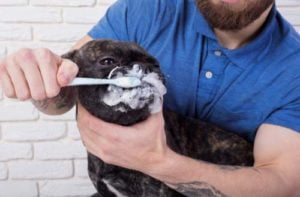 Dental Hygiene for Puppies