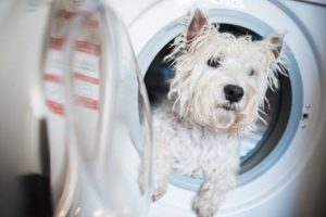 Differences Between Whitening Dog Shampoos