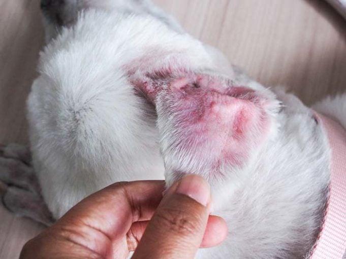 Does Your Dog Have a Blood Blister - Here’s What to Do