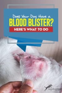 Does Your Dog Have a Blood Blister - This Is What to Do