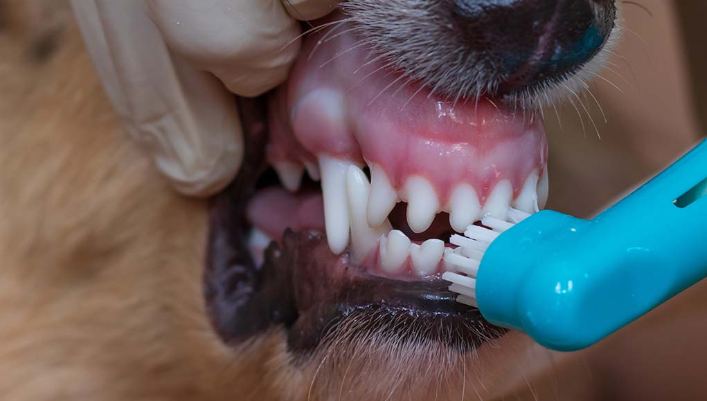 Dog Teeth Whitening - Step by Step