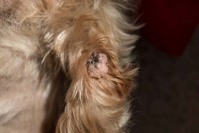 Dog Wart Removal - Step-by-Step Guide