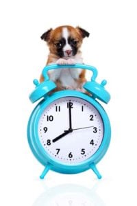 Dog’s Perception of Time