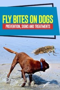 Fly Bites on Dogs Guide - Prevention, Signs and Treatments