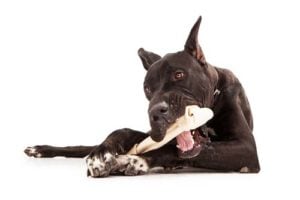 Good Food to Keep Dog's Teeth White