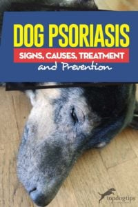 Guide on Dog Psoriasis Signs, Causes, Treatment and Prevention