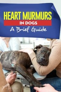 Guide on Heart Murmurs in Dogs