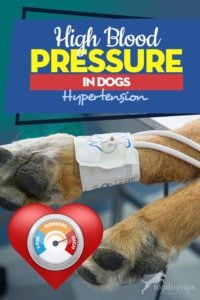 Guide on High Blood Pressure in Dogs (Hypertension)