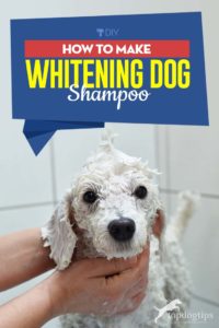 Guide on How to Make Whitening Dog Shampoo